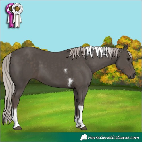 Horse Color:Silver Black Tobiano