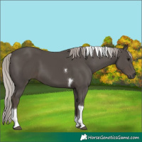 Horse Color:Silver Black Tobiano 