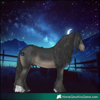 Horse Color:Black 