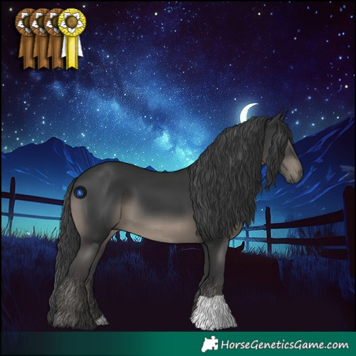 Horse Color:Black 