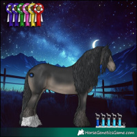 Horse Color:Black 