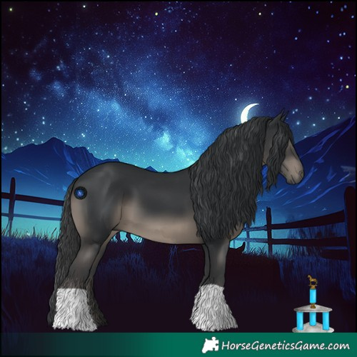 Horse Color:Black 