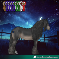 Horse Color:Black 