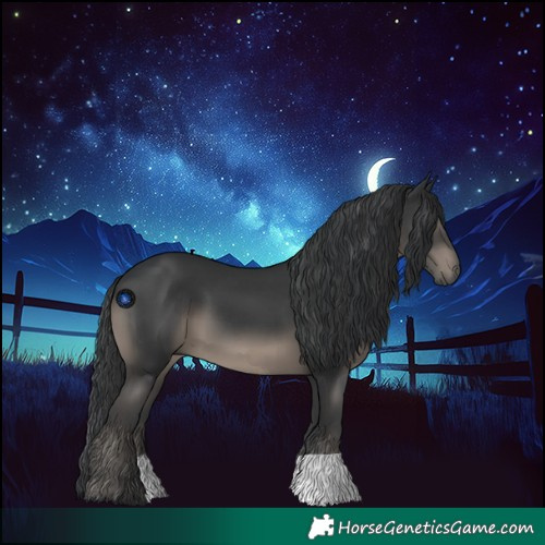 Horse Color:Black 