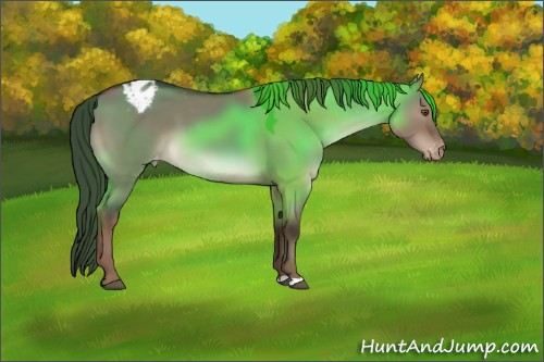 Horse Color:Liver Red Dun Appaloosa 