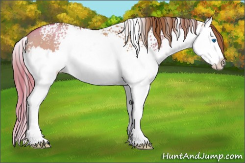 Horse Color:White Spotted Red Dun Splash 