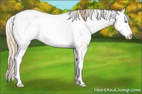 Horse Color:White Spotted Red Dun Pearl Splash Tobiano