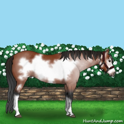 Horse Color:Gray Bay Frame 