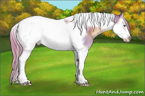 Horse Color:Gold Champagne Splash Tobiano Frame 