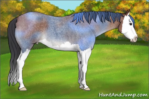 Horse Color:Bay Roan Splash 