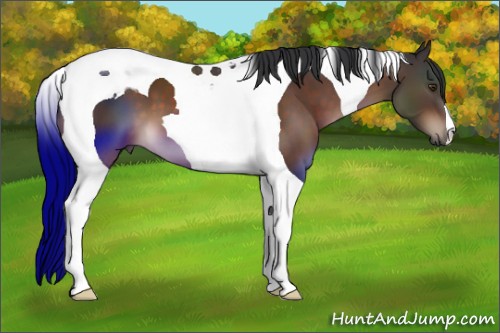 Horse Color:Brown Tobiano 