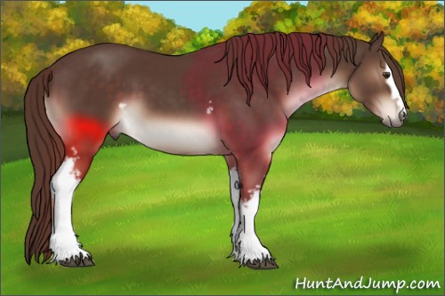 Horse Color:White Spotted Liver Chestnut 