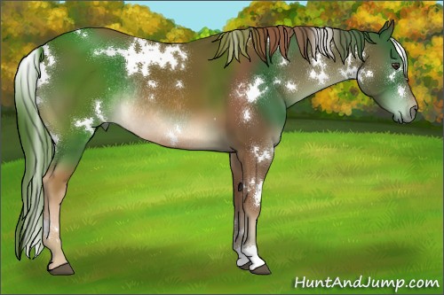 Horse Color:White Spotted Chestnut Rabicano 