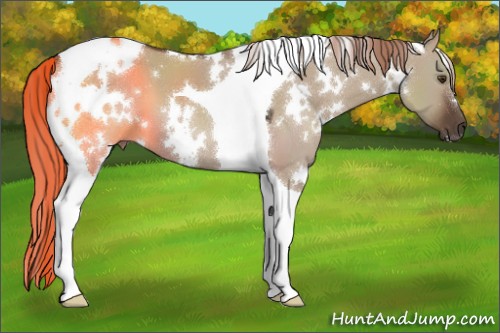 Horse Color:White Spotted Liver Red Dun Tobiano 