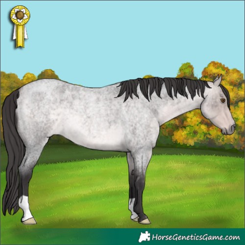 Horse Color:Platinum Buckskin Roan 