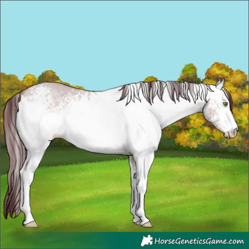 Horse Color:Platinum White Spotted Chocolate Bay Dun 