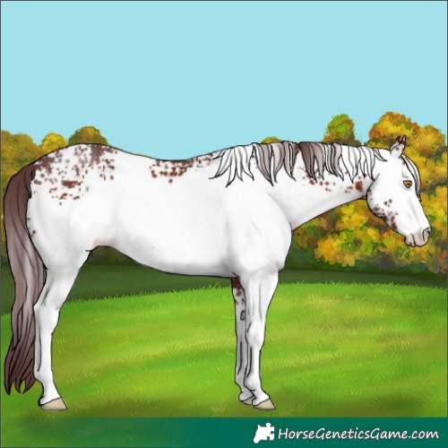 Horse Color:White Spotted Chocolate Brown
