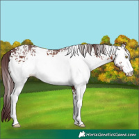 Horse Color:White Spotted Chocolate Brown