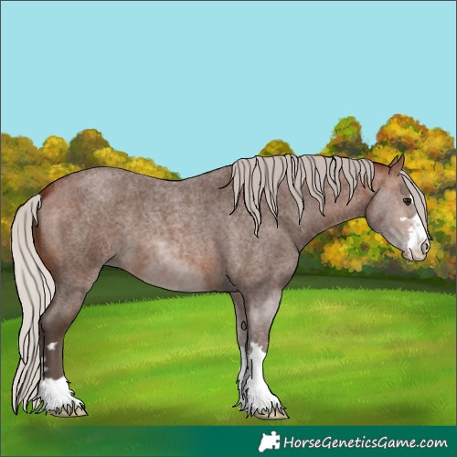Horse Color:Silver Brown Roan