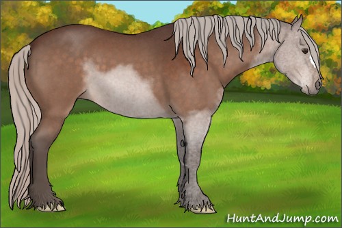 Horse Color:Silver Brown Roan 