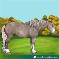 Horse Color:Silver Brown Roan 