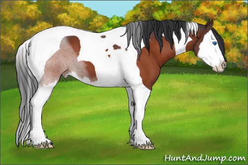 Horse Color:Brown Roan Splash Tobiano 