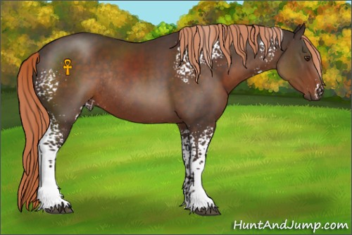 Horse Color:White Spotted Liver Chestnut Rabicano 