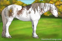 Horse Color:White Spotted Liver Chestnut Tobiano Rabicano 