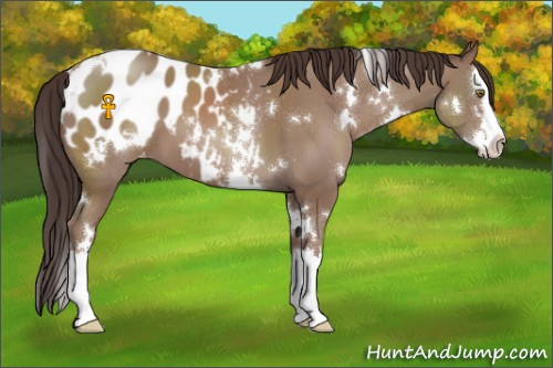 Horse Color:White Spotted Classic Champagne Sabino Splash Appaloosa 