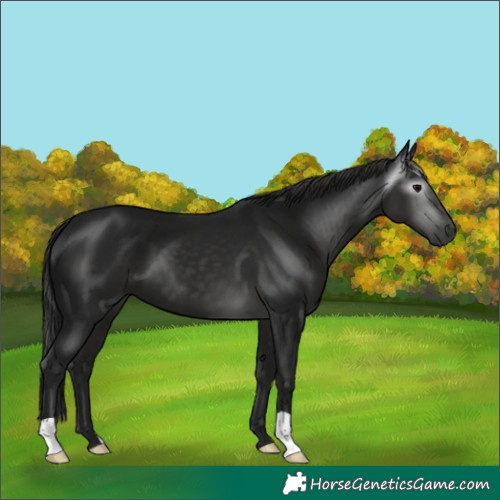 Horse Color:Gray Black 