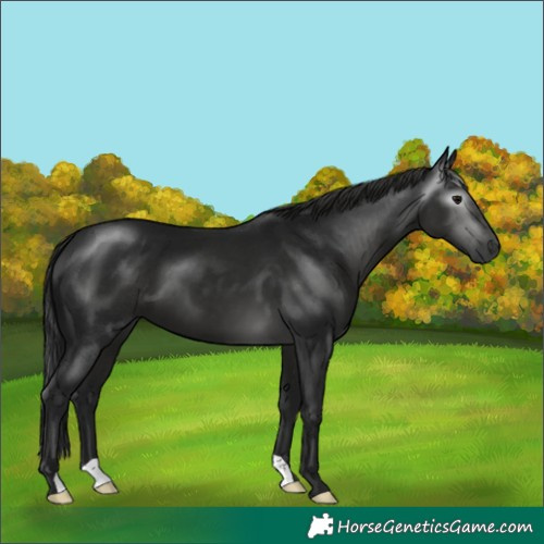 Horse Color:Gray Black 