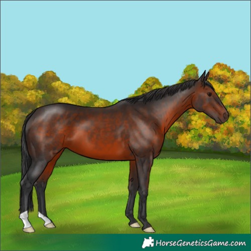 Horse Color:Brown 