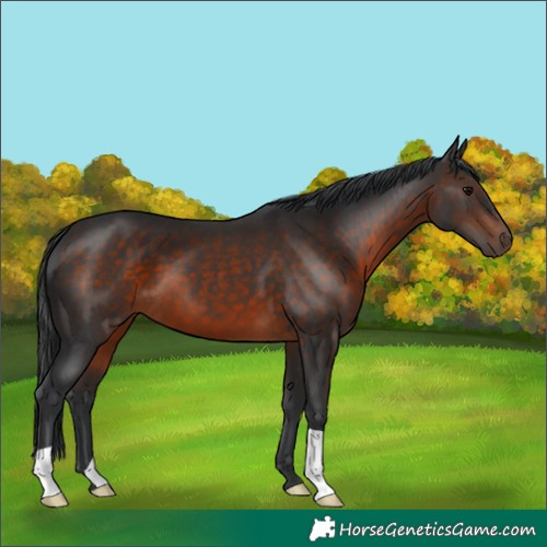 Horse Color:Brown 