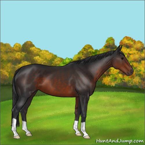 Horse Color:Brown 