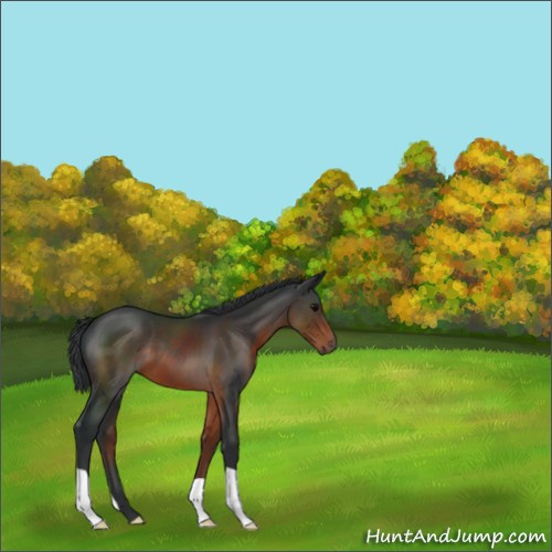 Horse Color:Brown 