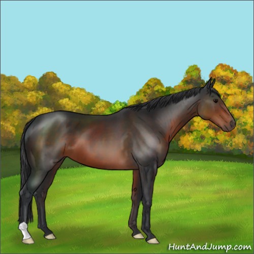 Horse Color:Brown 