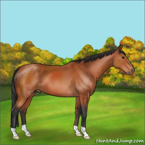 Horse Color:Brown 