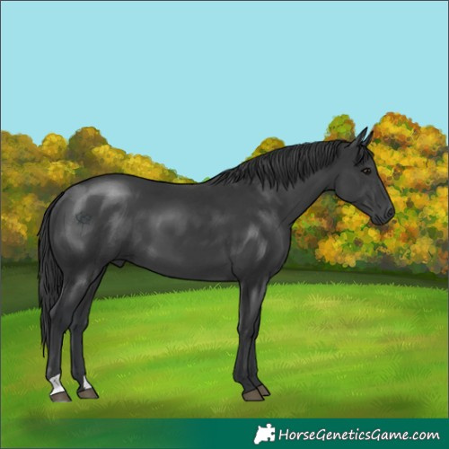 Horse Color:Black 