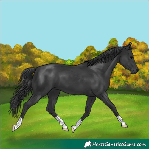 Horse Color:Black 
