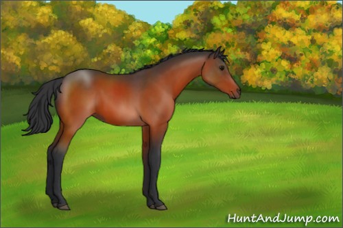 Horse Color:Bay 