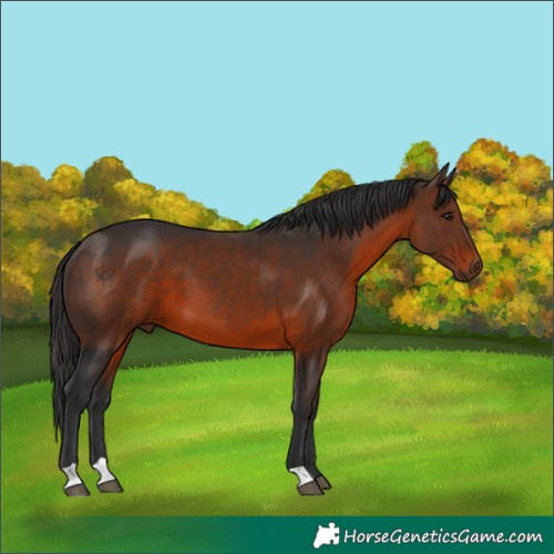 Horse Color:Brown 