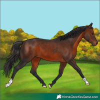 Horse Color:Brown 