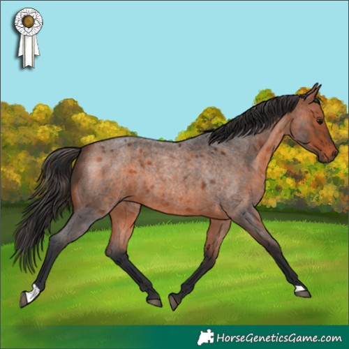 Horse Color:Bay Roan 