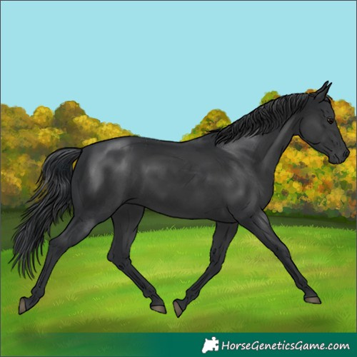 Horse Color:Black 