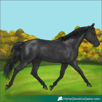 Horse Color:Black 