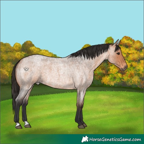 Horse Color:Bay Roan 