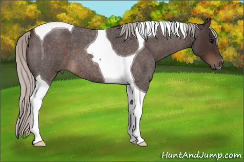Horse Color:Silver Brown Roan Tobiano 