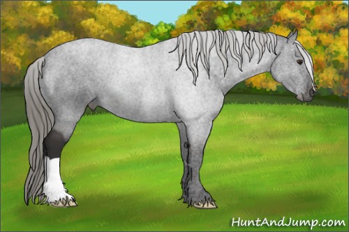 Horse Color:Liver Chestnut Mushroom 