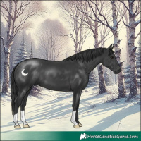 Horse Color:Black 
