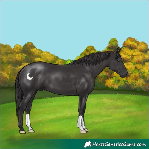 Horse Color:Smoky Black 